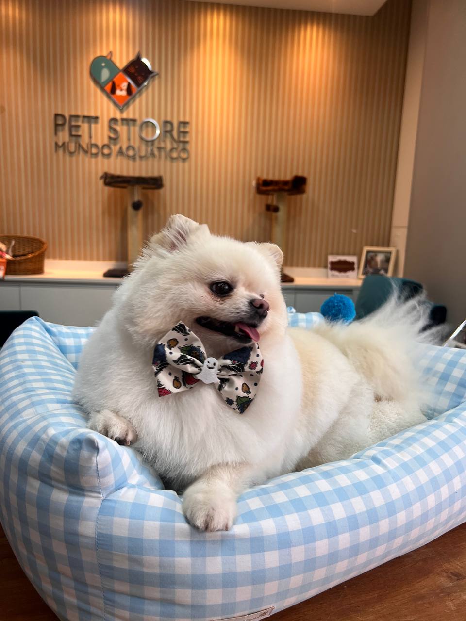 Lulu da Pomerânia branco no pet bed da Pet Store