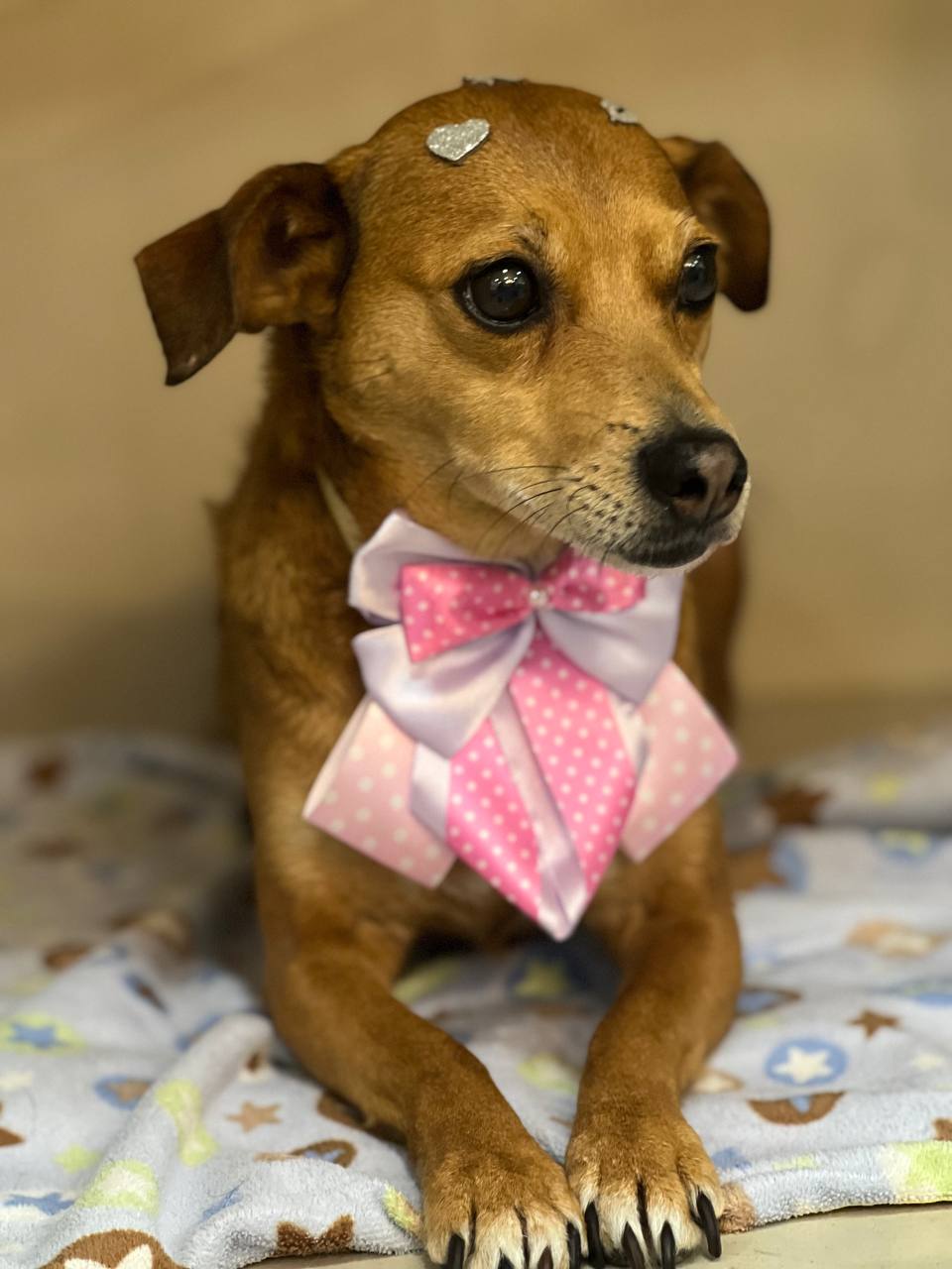 Cachorrinha caramelo com gravata rosa