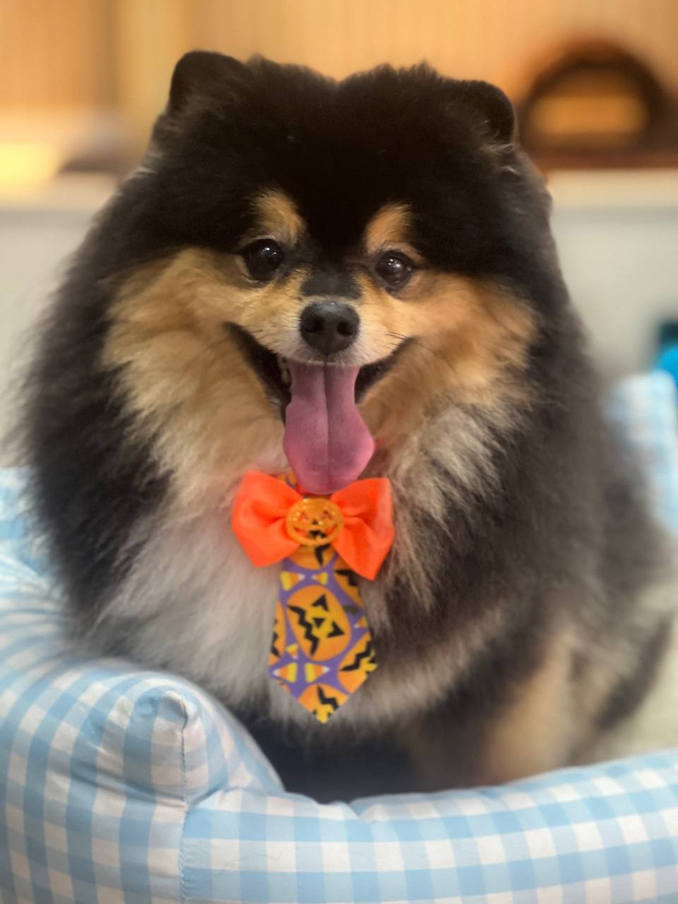 Lulu preto com gravata de halloween