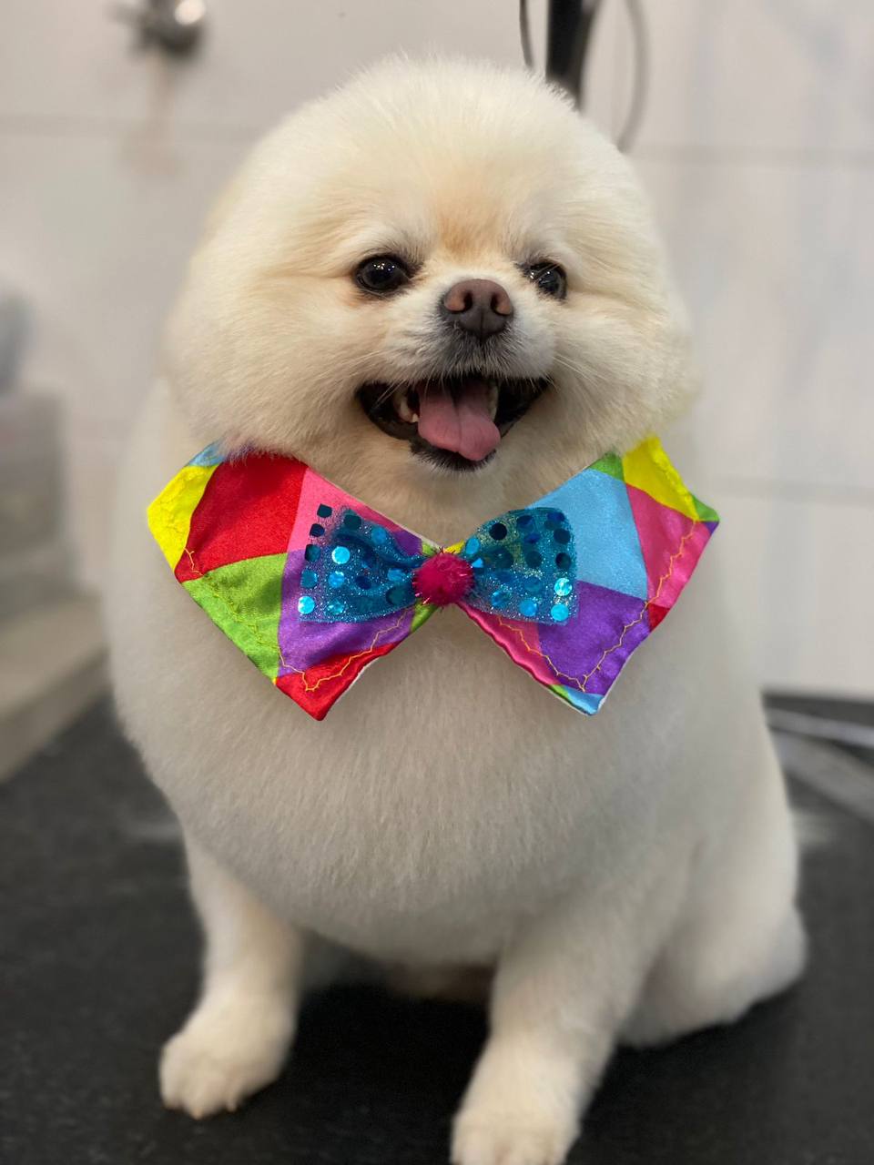 Lulu da Pomerânia branco com gravata colorida