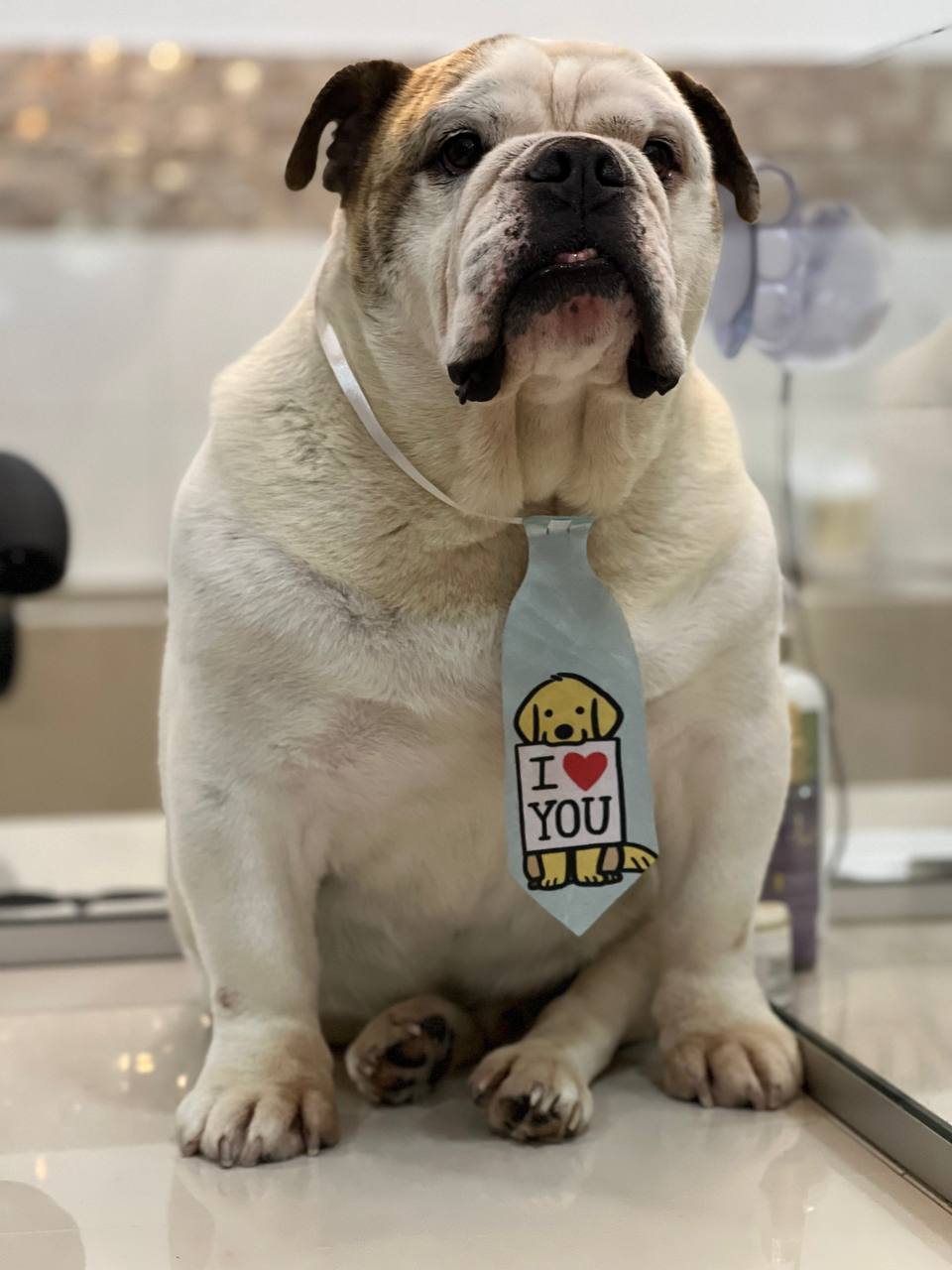 Bulldog inglês com gravata I love you